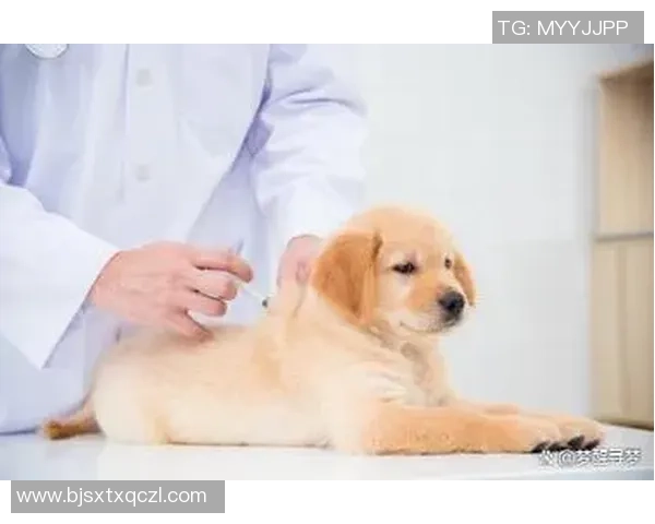 足球明星与爱犬共踢足球的趣味视频展现温馨时刻与运动魅力